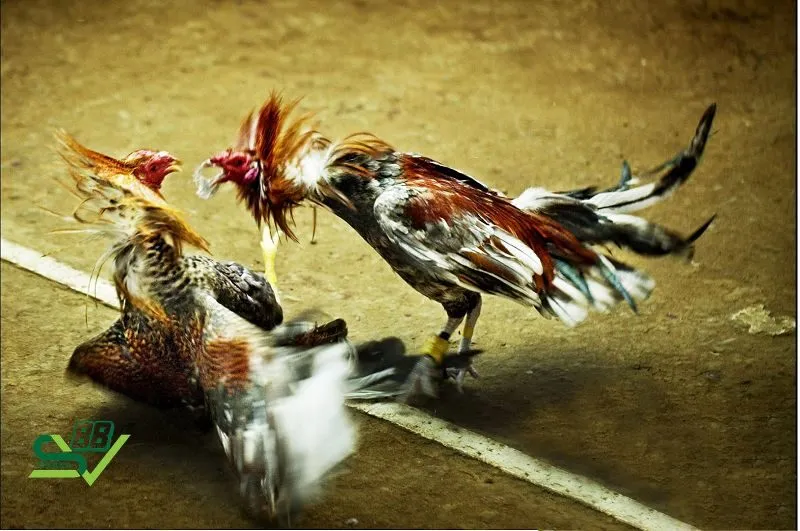 Cách phân định thắng thua đá gà miền Bắc