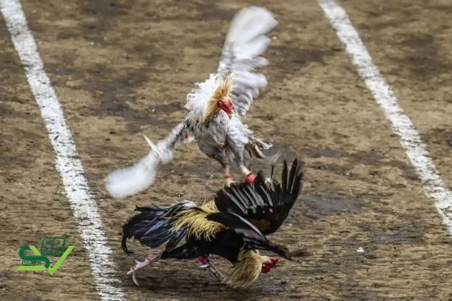 Giới thiệu tổng quan về luật đá gà miền Nam