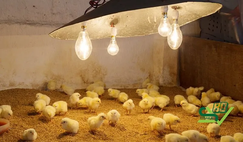 Nhiệt độ phải phù hợp