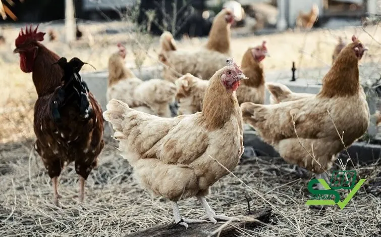 Ánh sáng trong môi trường sống của gà giúp duy trì các chức năng sinh lý