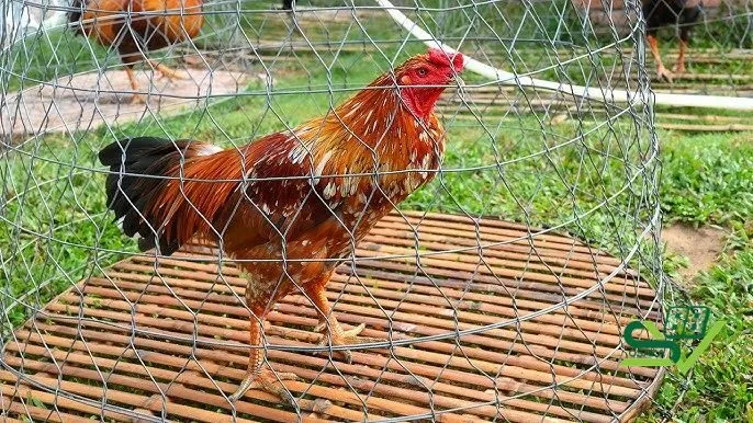 Gà cọp là gì? Những đặc điểm nhận biết gà cọp