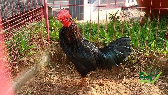 Cách nuôi gà huấn luyện gà cọp đỉnh cao nhất dành cho anh em sư kê tham khảo