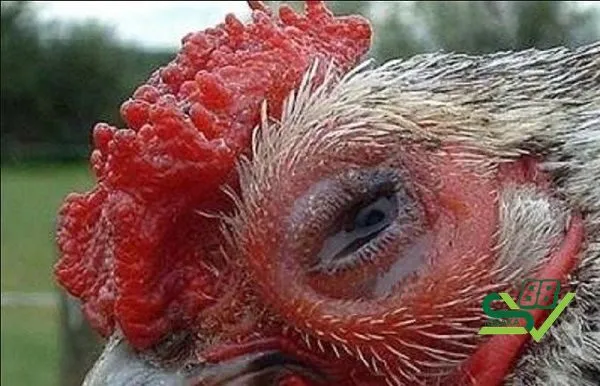 Các yếu tố khiến gà dễ bị đau mắt và biểu hiện