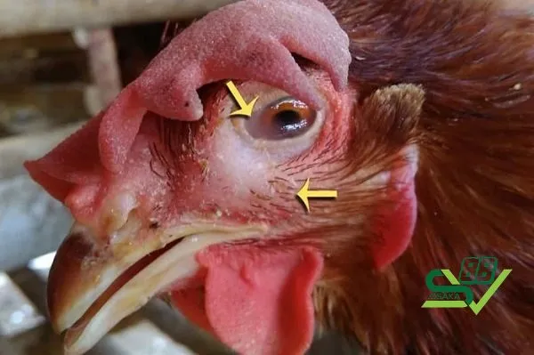 Những loại bệnh khiến gà bị mù mắt phổ biến và cách điều trị