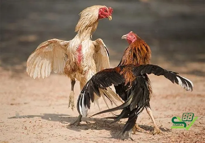 Các cách nuôi gà đá bo lớn hiệu quả nhất