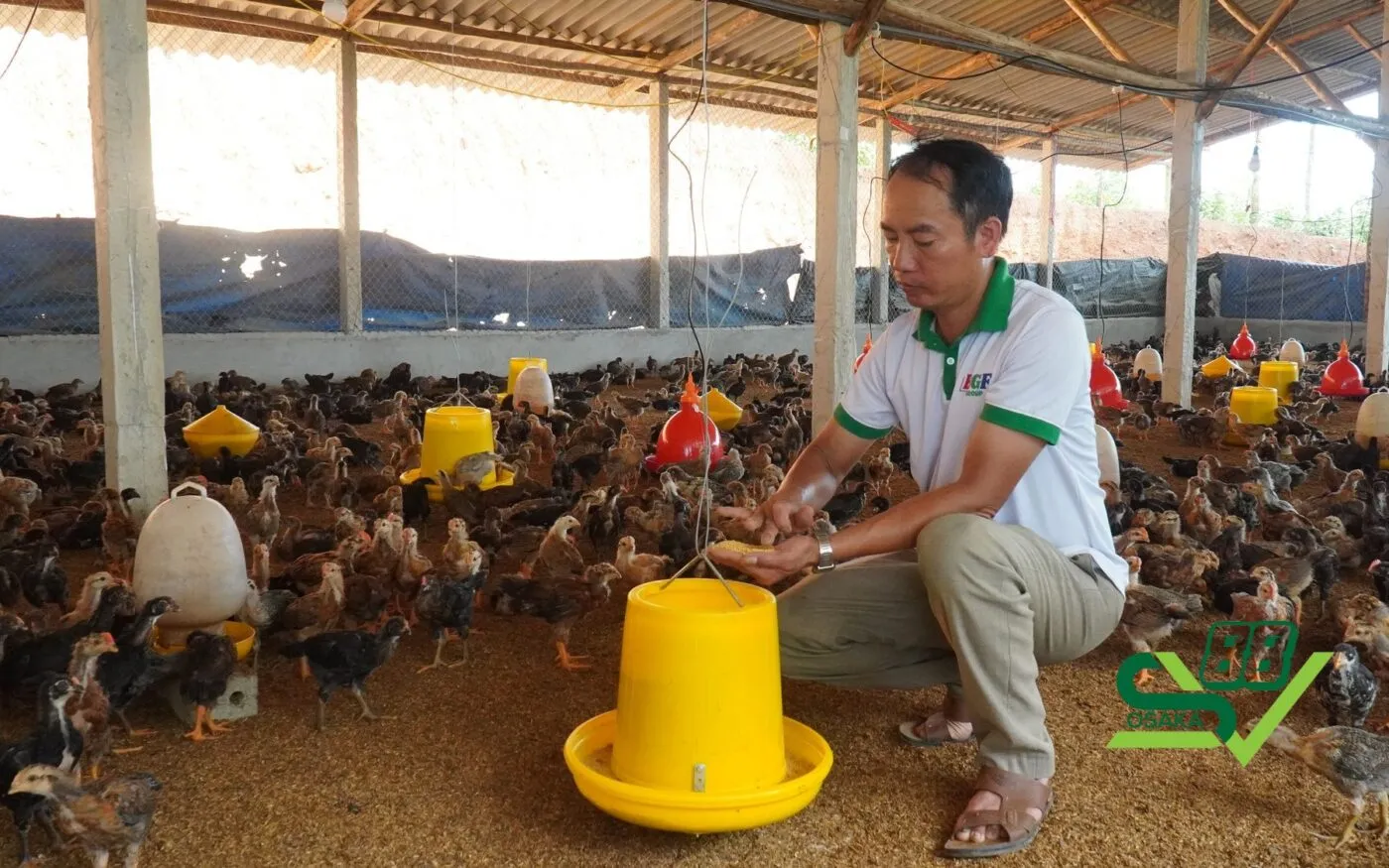 Những biện pháp phòng và kiểm soát bệnh ORT trên gà