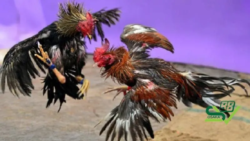 Top 5 gà đá cựa sắt hiếm gặp nhất hiện nay