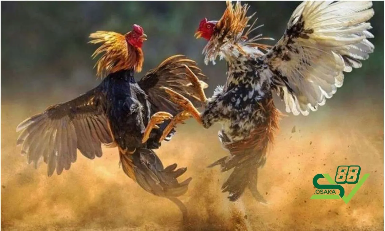 Xem ngày đá gà dựa vào giống gà