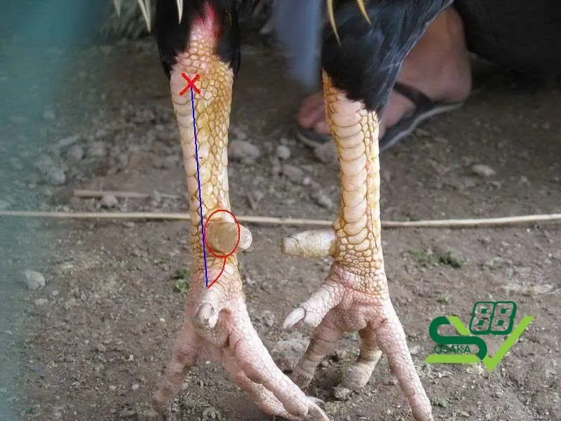 Gà bị cựa có thể từ nhiều nguyên nhân khác nhau