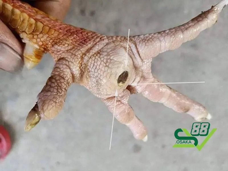 Xử lý và băng bó vết thương cho gà