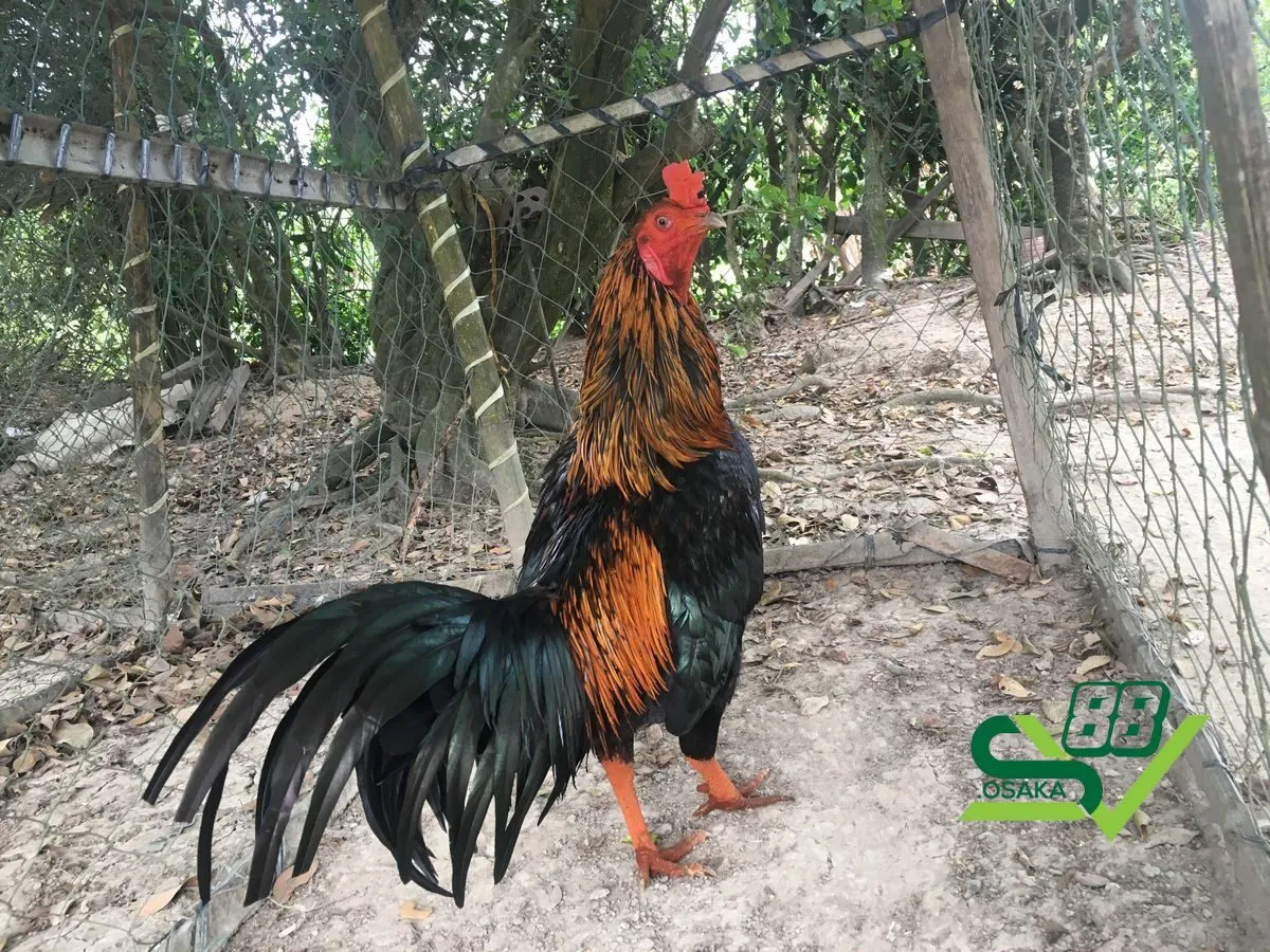 Gà đá bo lớn được rất nhiều sư kế ưa chuộng