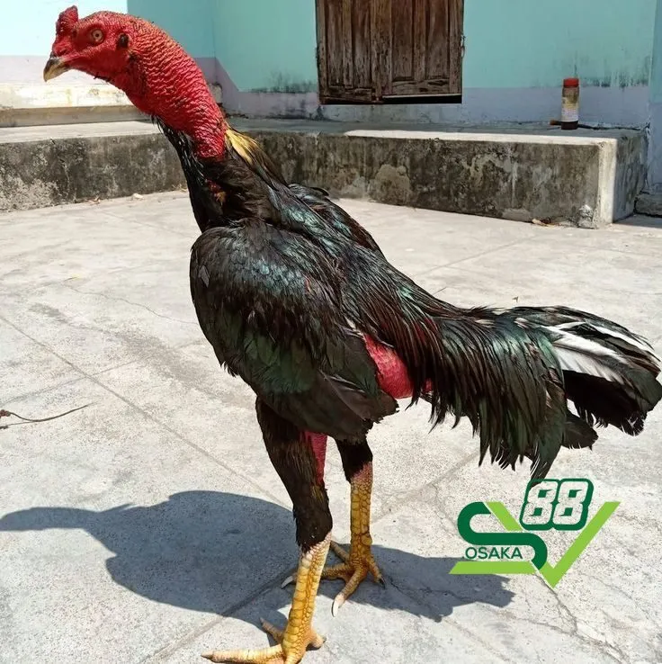 Tạo môi trường sống tốt cho gà