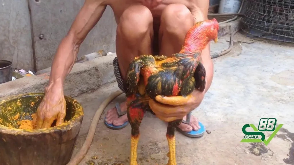 Các cách om gà chọi tơ hiệu quả nhất 