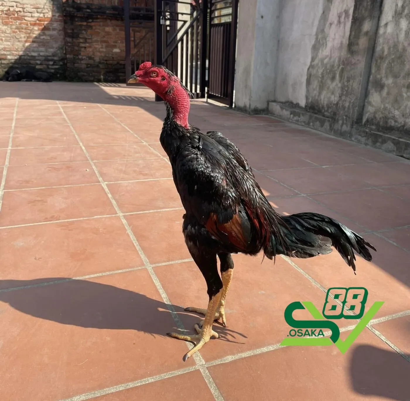 Thời điểm vần gà phải phù hợp