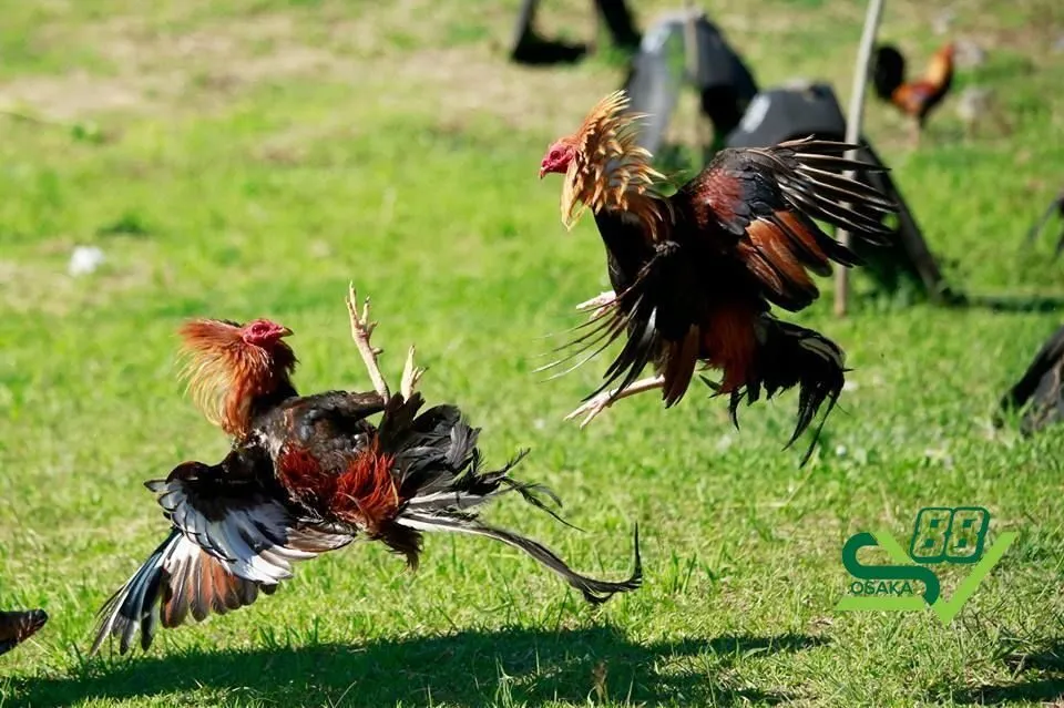 Khái quát về đá gà Mỹ