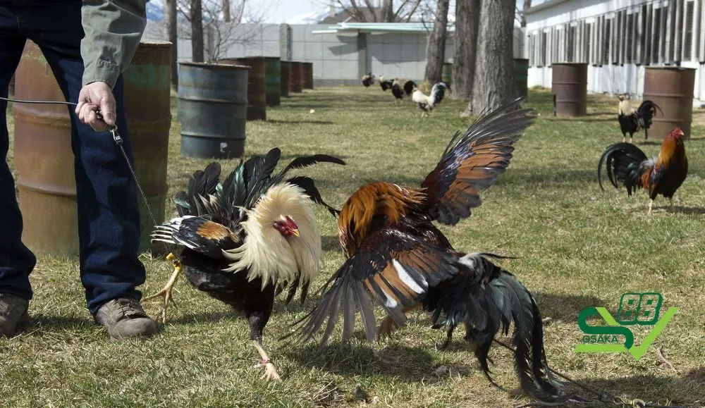 Có nên tham gia đá gà Mỹ