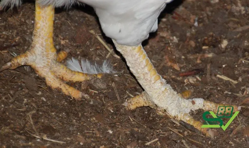 Gà bị nấm vảy chân thực tế không phải trường hợp quá hiếm gặp