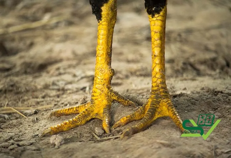 Chia sẻ cách điều trị tình trạng gà bị nấm vảy chân