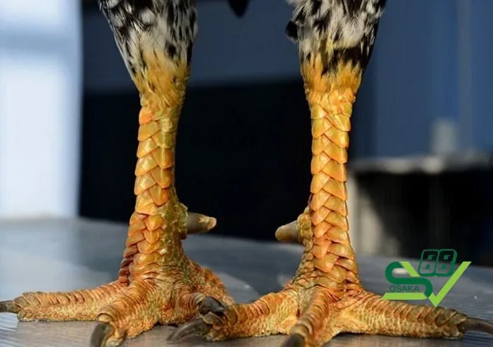 Gà chọi vảy rồng là gì?