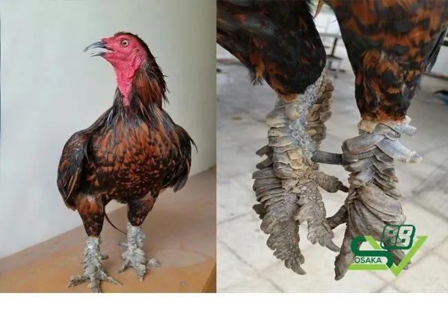 Giống gà chọi vảy rồng chiến đấu có hay không?