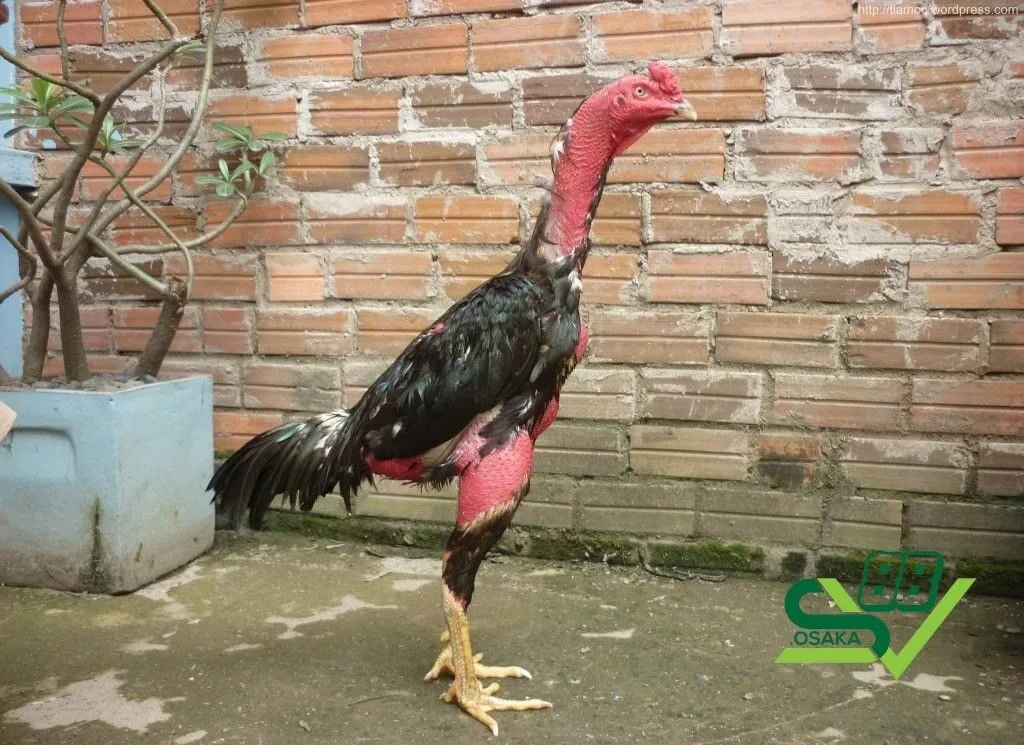 Lý do cần tập luyện cơ chân cho gà chọi