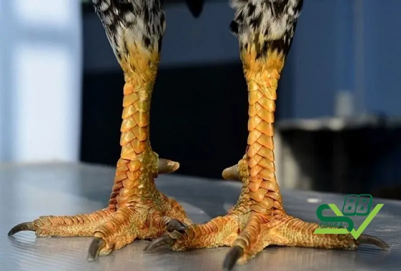 Tại sao vảy gà nội hoa đăng lại được sư kê trong giới yêu thích?