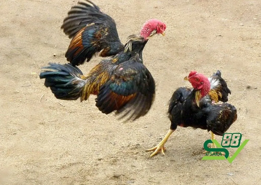 Giá thành của dòng gà đá có vảy nội hoa đăng thường cao hơn những giống khác