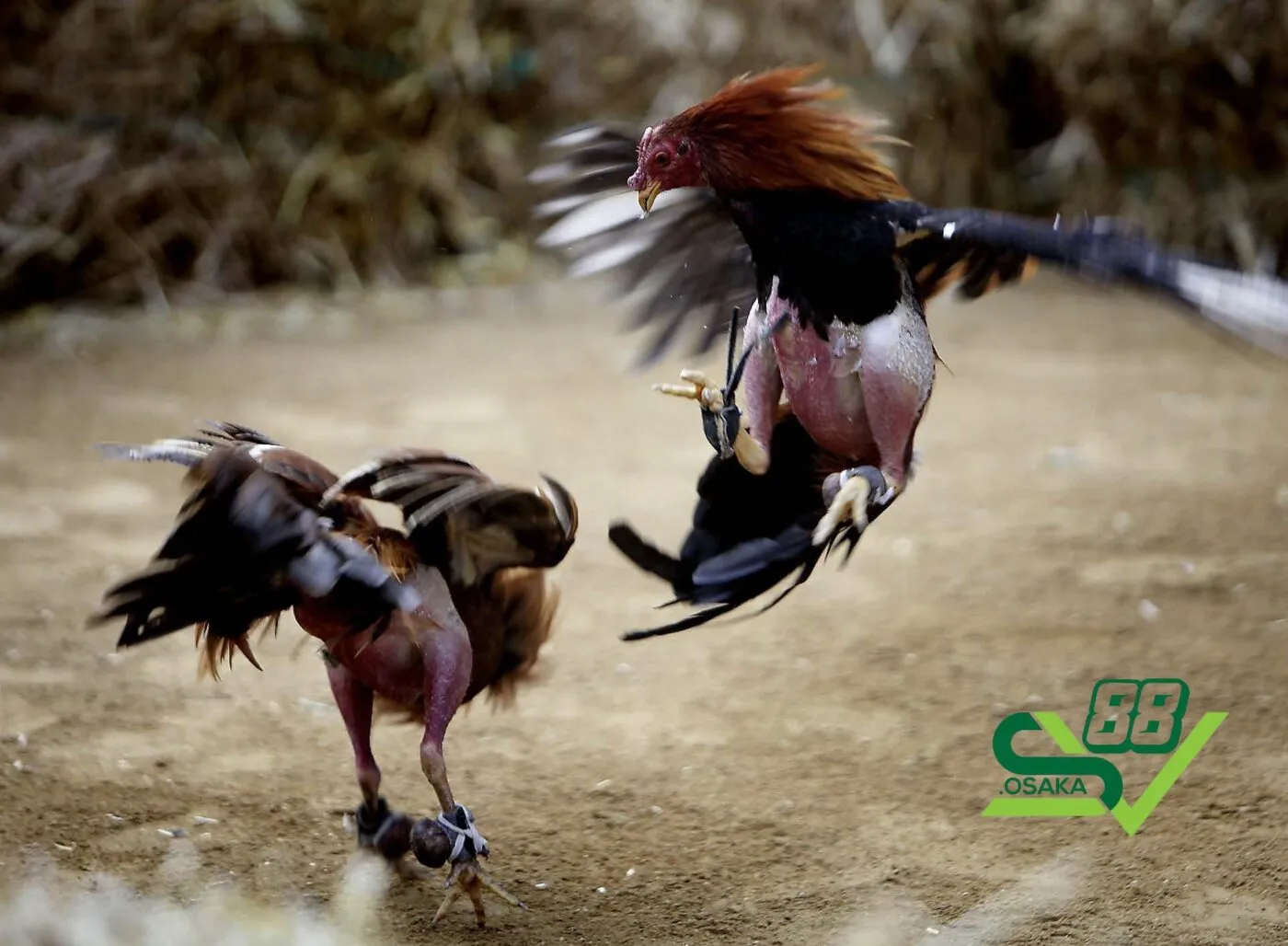 Các màu mạng đá gà