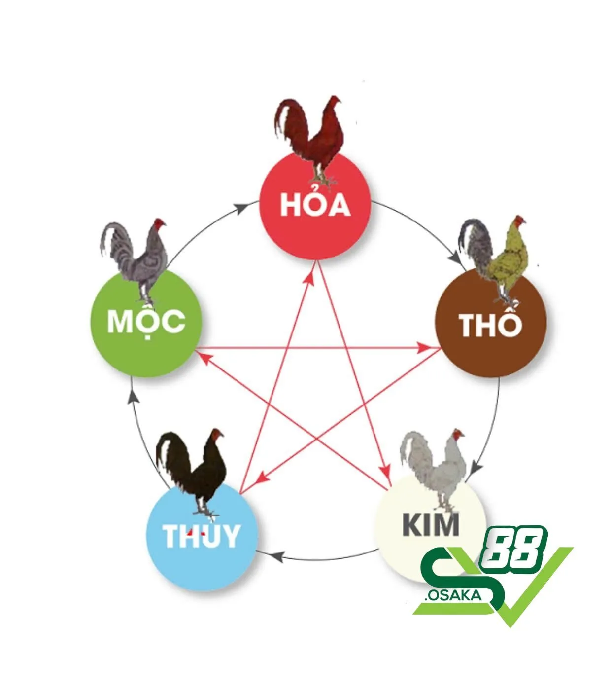 Mỗi mạng của gà tương ứng một hành